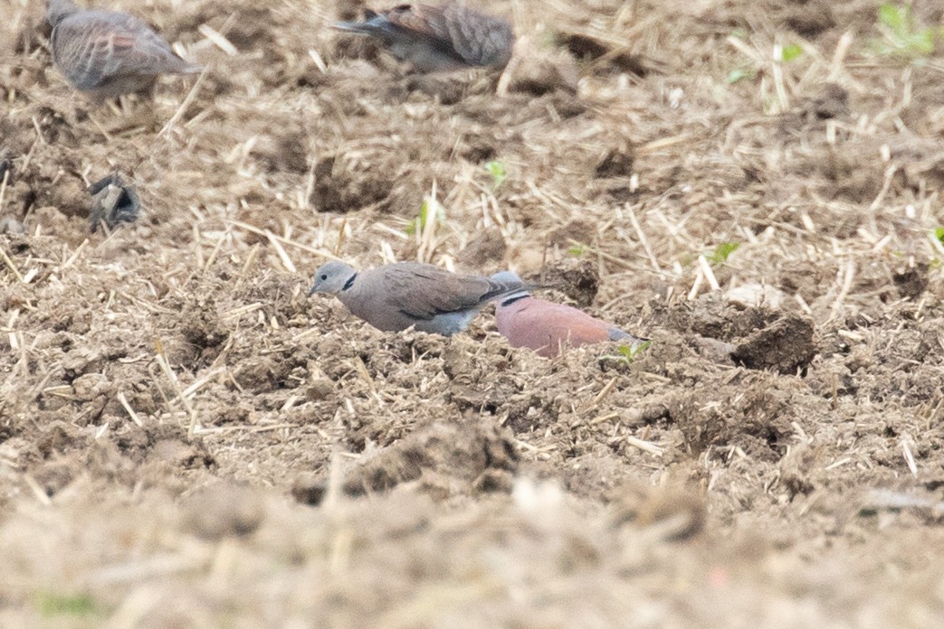 Red Collared-Dove - ML620846098