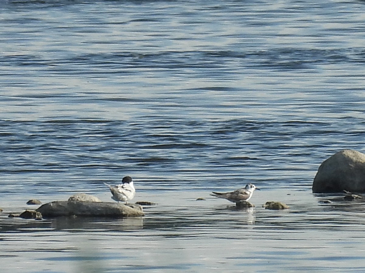 Black Tern - ML620846106