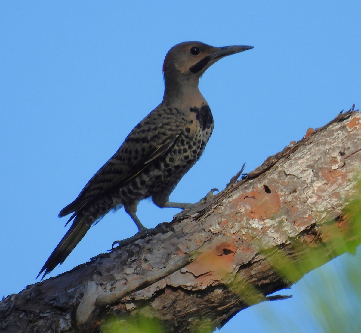 Northern Flicker (Yellow-shafted) - ML620846108