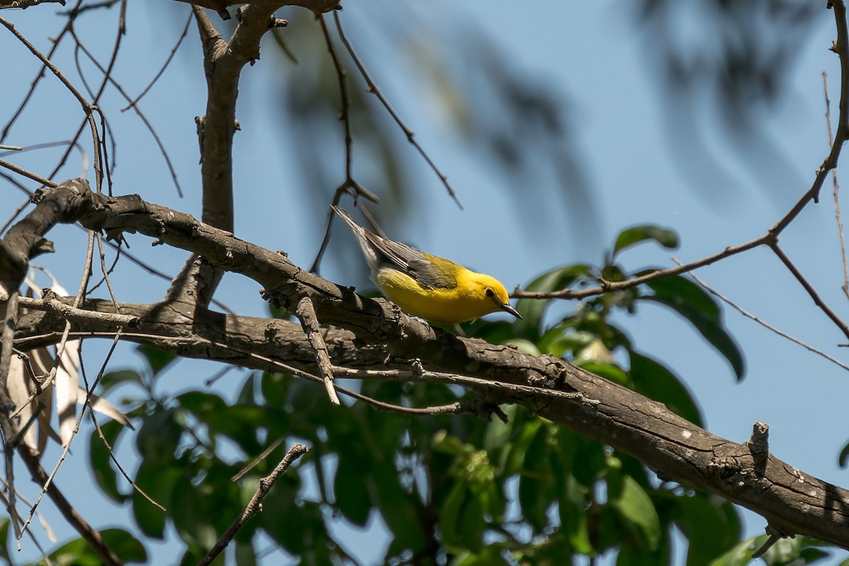 Prothonotary Warbler - ML620846109