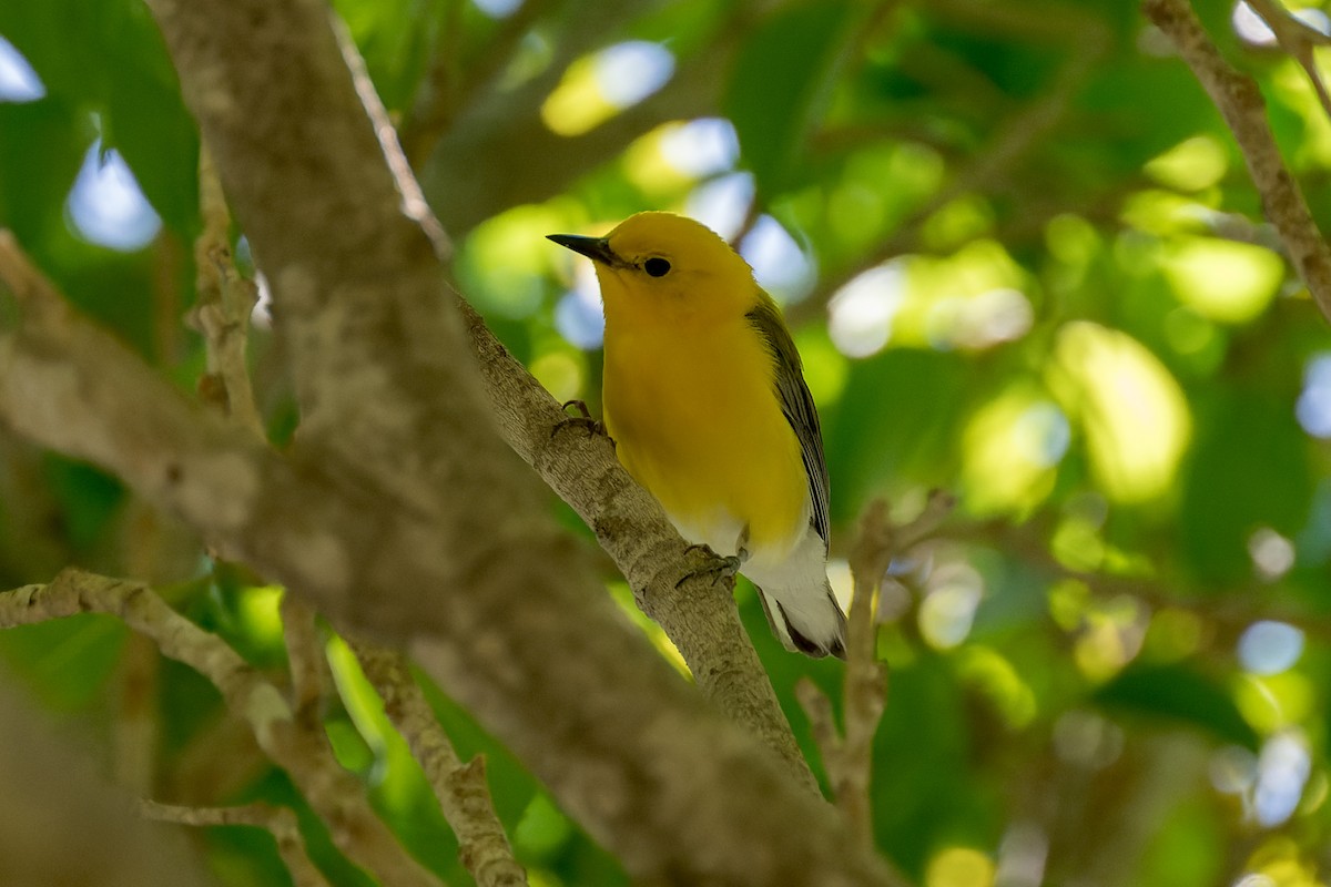 Prothonotary Warbler - ML620846110