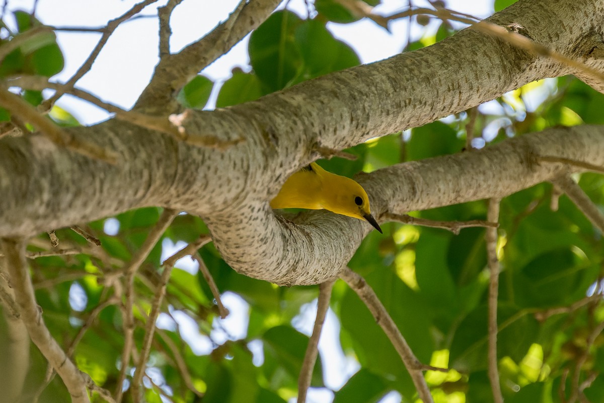 Prothonotary Warbler - ML620846111