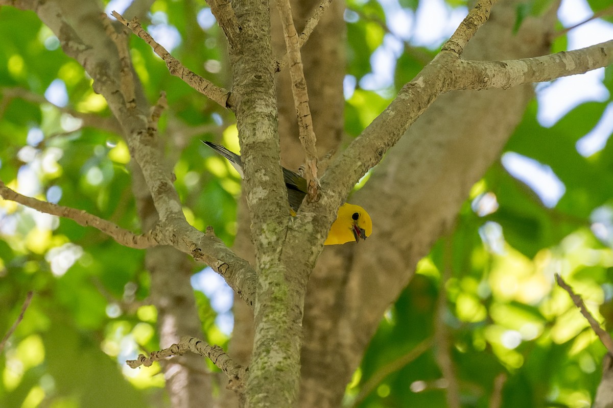 Prothonotary Warbler - ML620846112