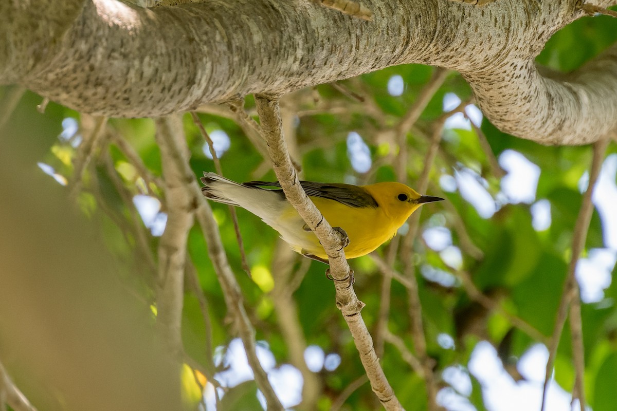 Prothonotary Warbler - ML620846113