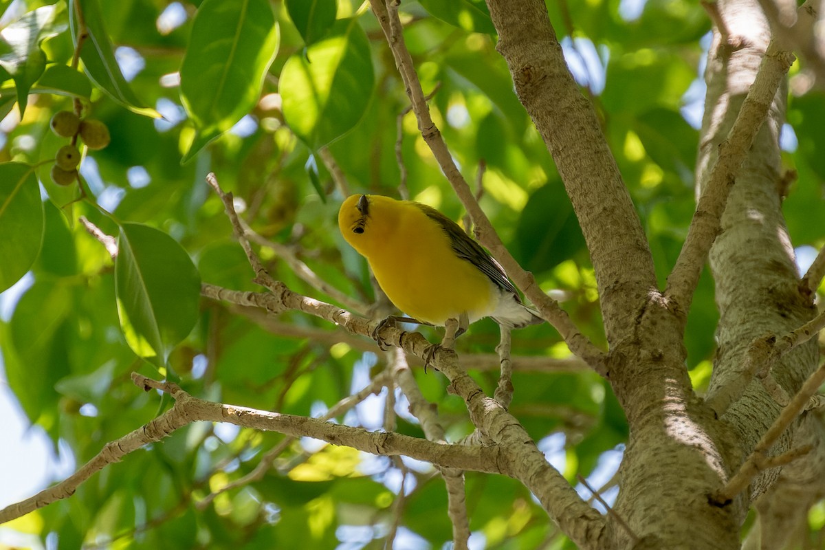 Prothonotary Warbler - ML620846114