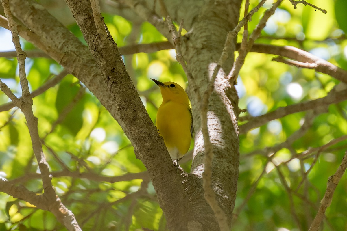 Prothonotary Warbler - ML620846115