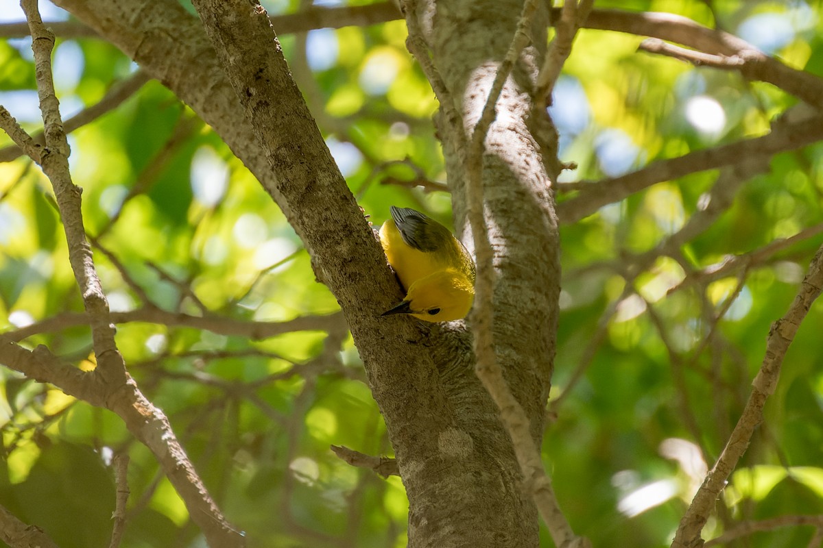 Prothonotary Warbler - ML620846116