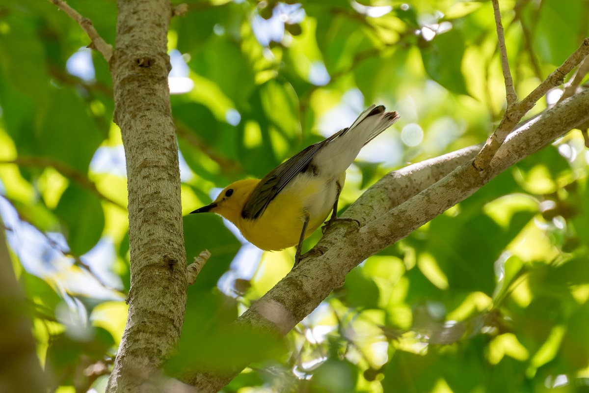 Prothonotary Warbler - ML620846118