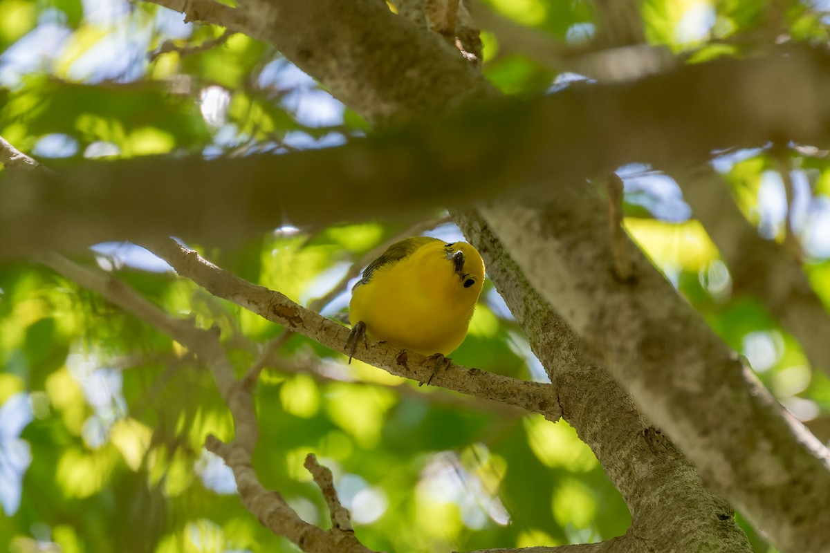 Prothonotary Warbler - ML620846119