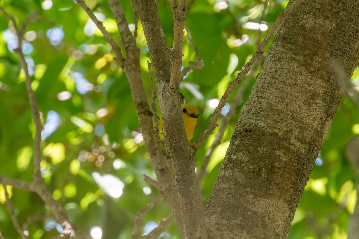 Prothonotary Warbler - ML620846120