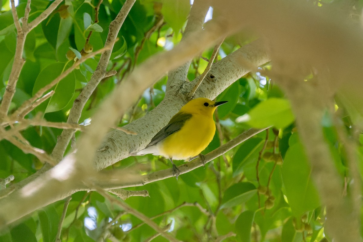 Prothonotary Warbler - ML620846121