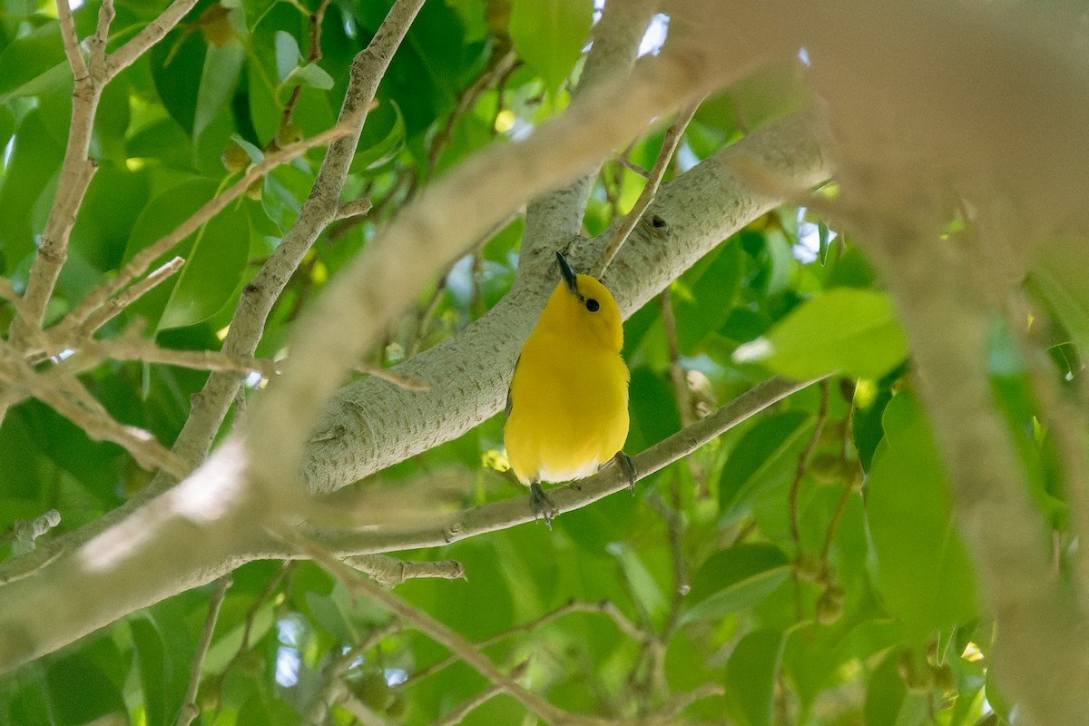 Prothonotary Warbler - ML620846122