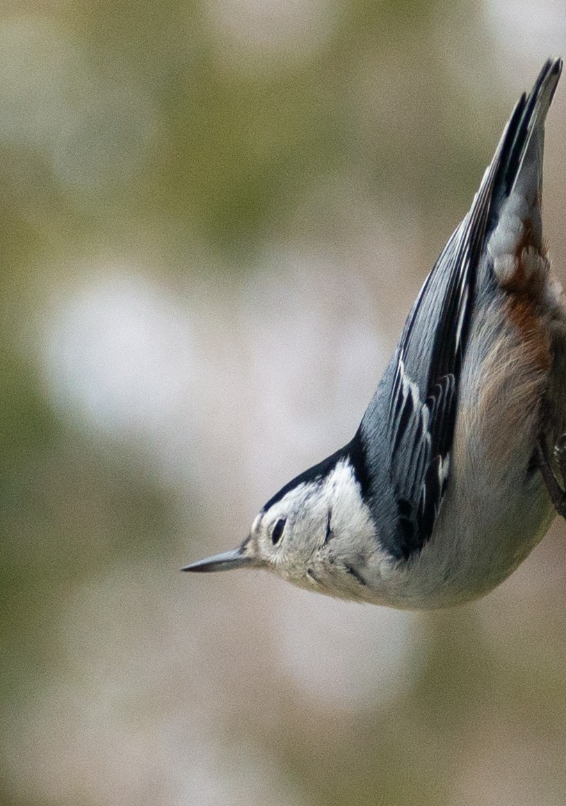 White-breasted Nuthatch - ML620846123