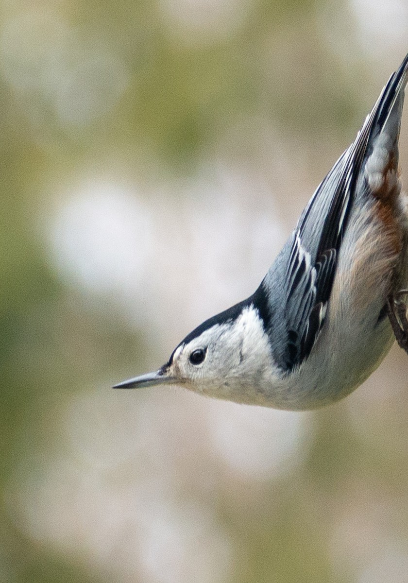 White-breasted Nuthatch - ML620846124