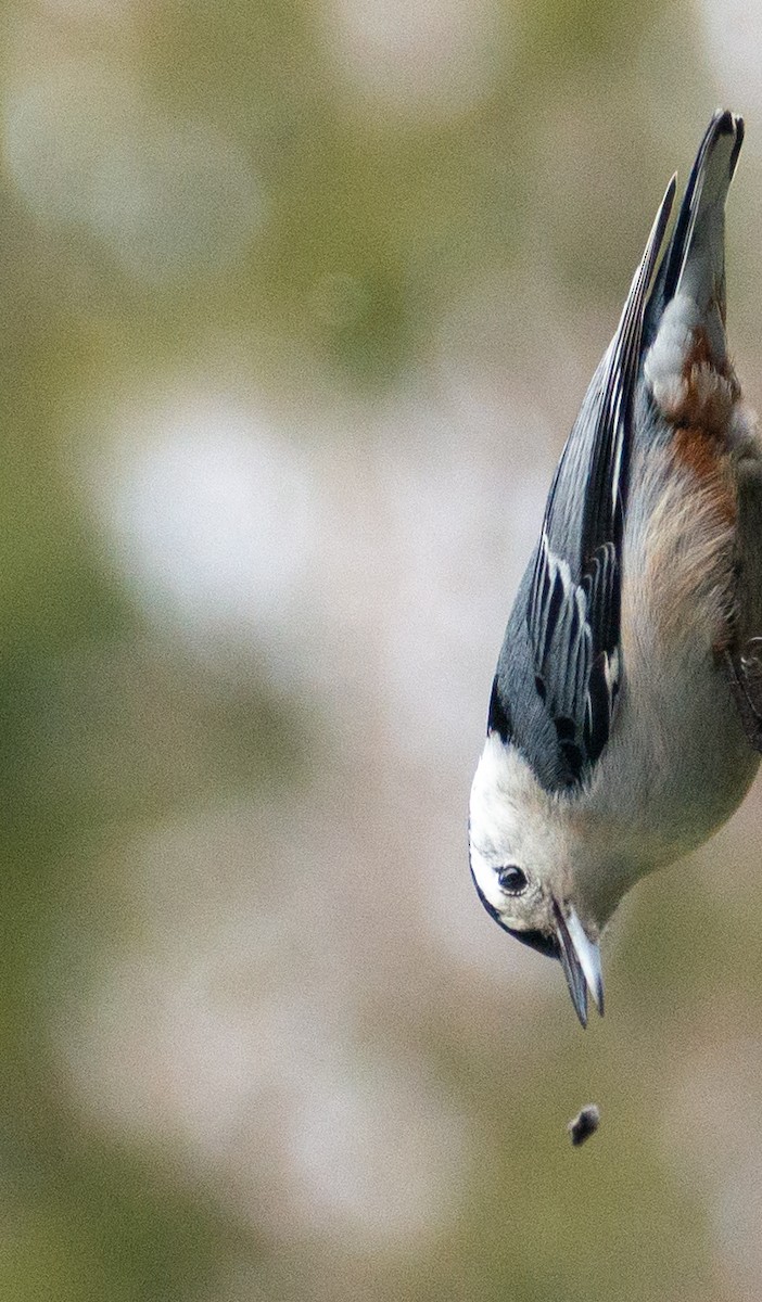 White-breasted Nuthatch - ML620846125