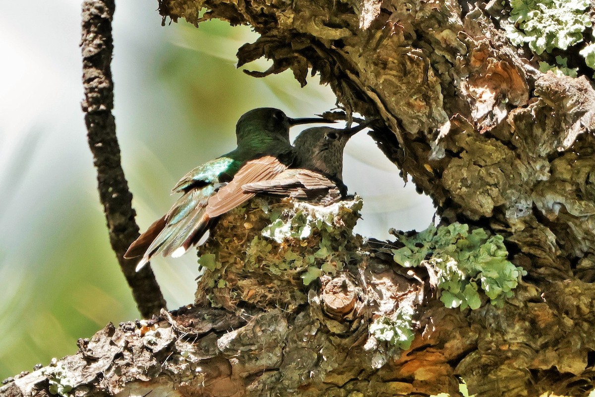 Broad-tailed Hummingbird - ML620846126