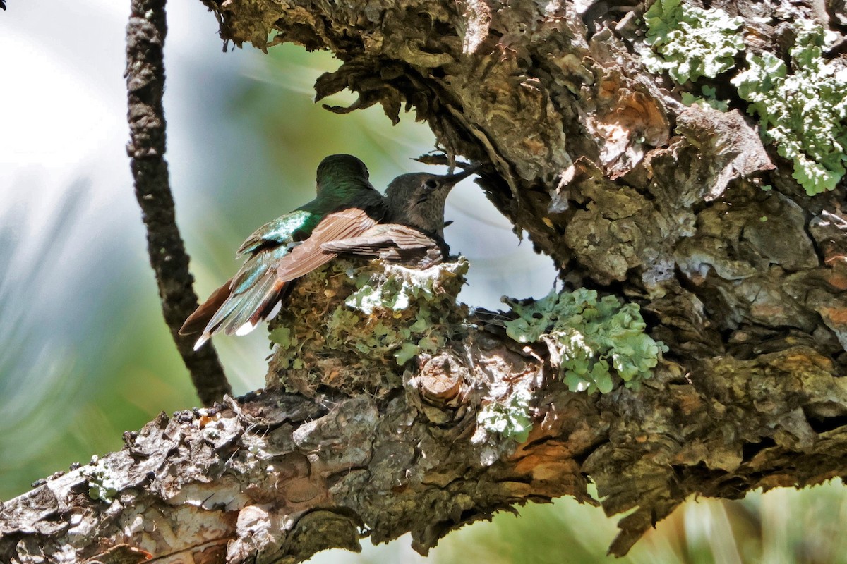 Broad-tailed Hummingbird - Risë Foster-Bruder