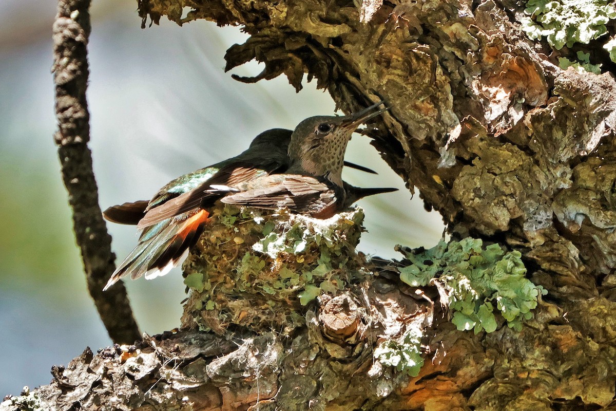 Broad-tailed Hummingbird - ML620846128