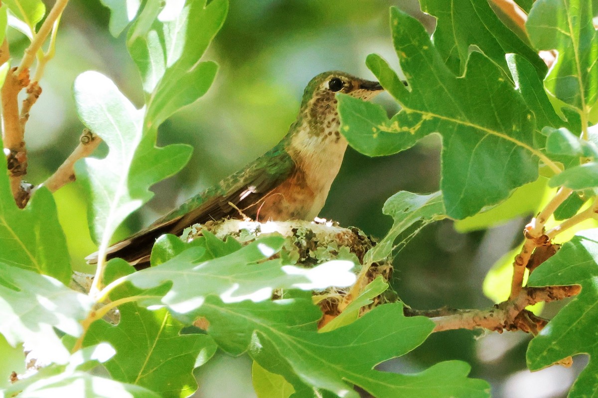 Broad-tailed Hummingbird - ML620846129