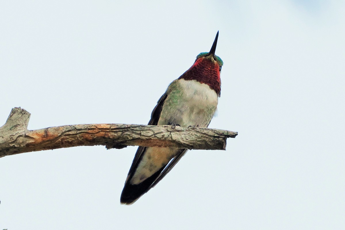 Broad-tailed Hummingbird - ML620846130