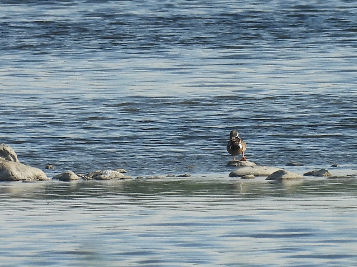 Blue-winged Teal - ML620846134