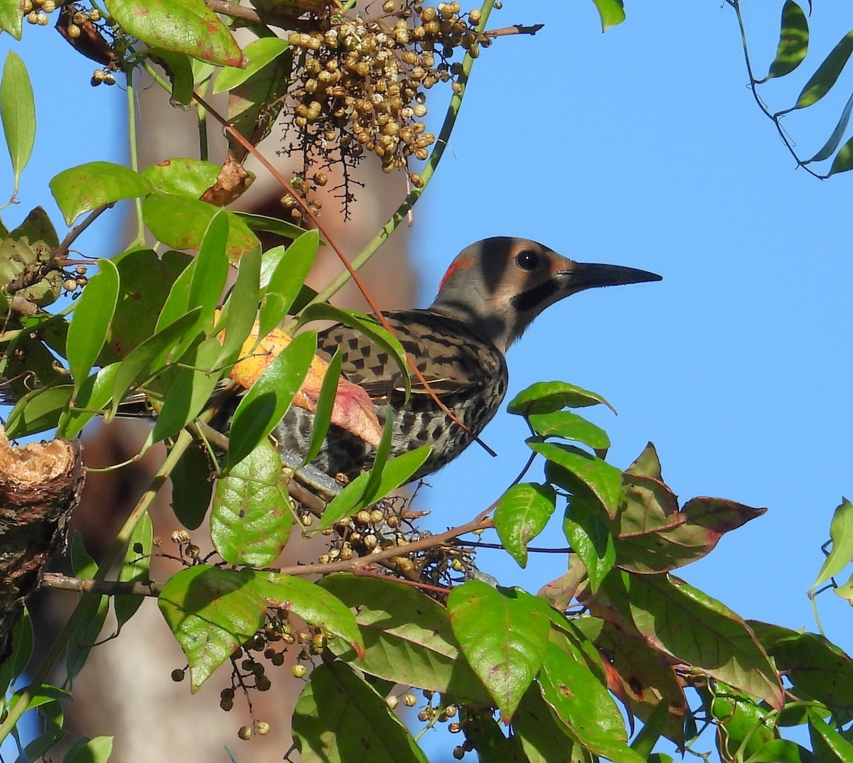 Northern Flicker (Yellow-shafted) - ML620846135