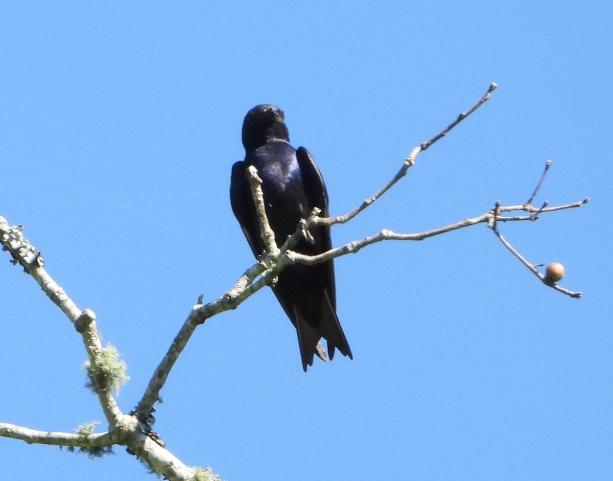 Purple Martin - ML620846139