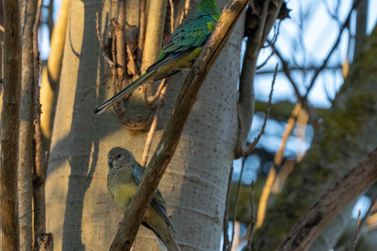 Red-rumped Parrot - ML620846166