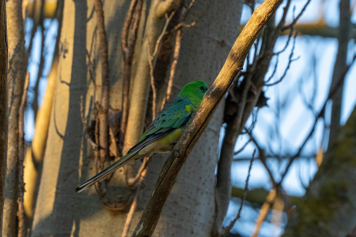 Red-rumped Parrot - ML620846195