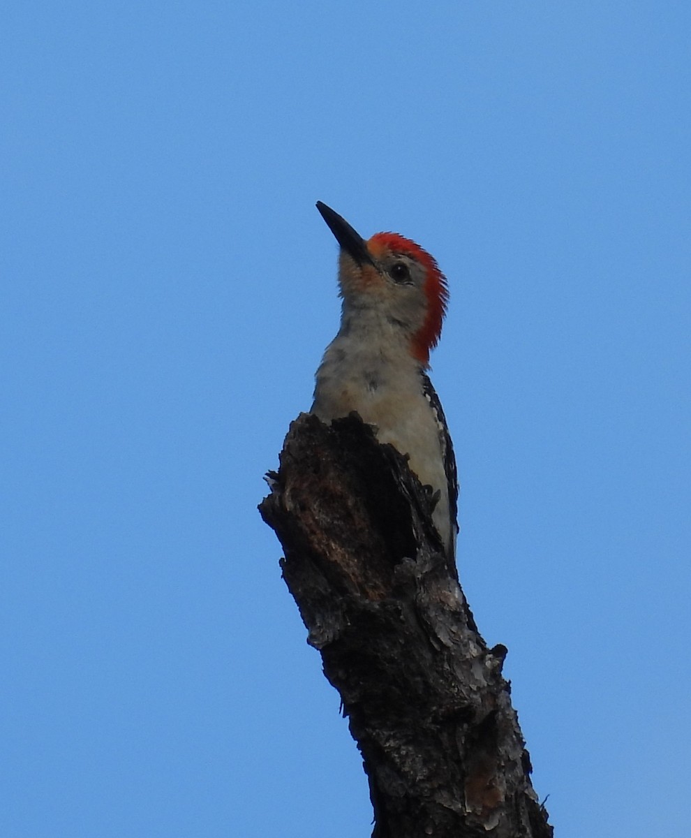 Red-bellied Woodpecker - ML620846196