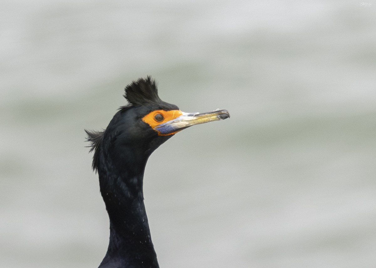 Red-faced Cormorant - ML620846198