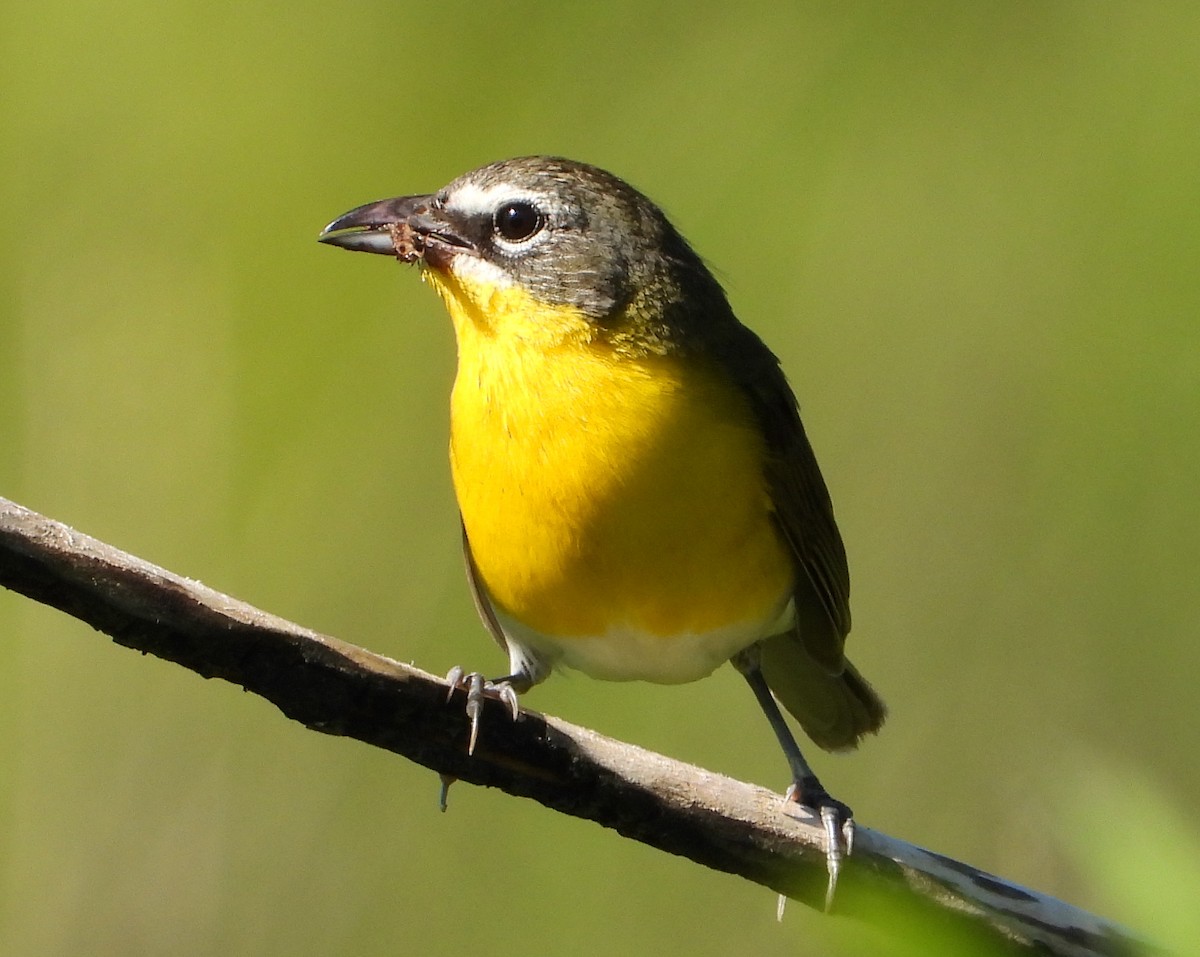 Yellow-breasted Chat - ML620846200