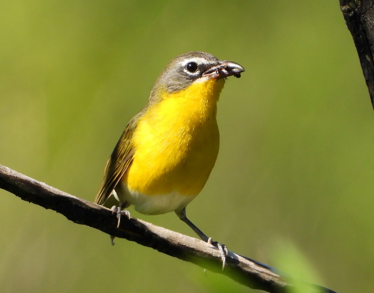 Yellow-breasted Chat - ML620846201