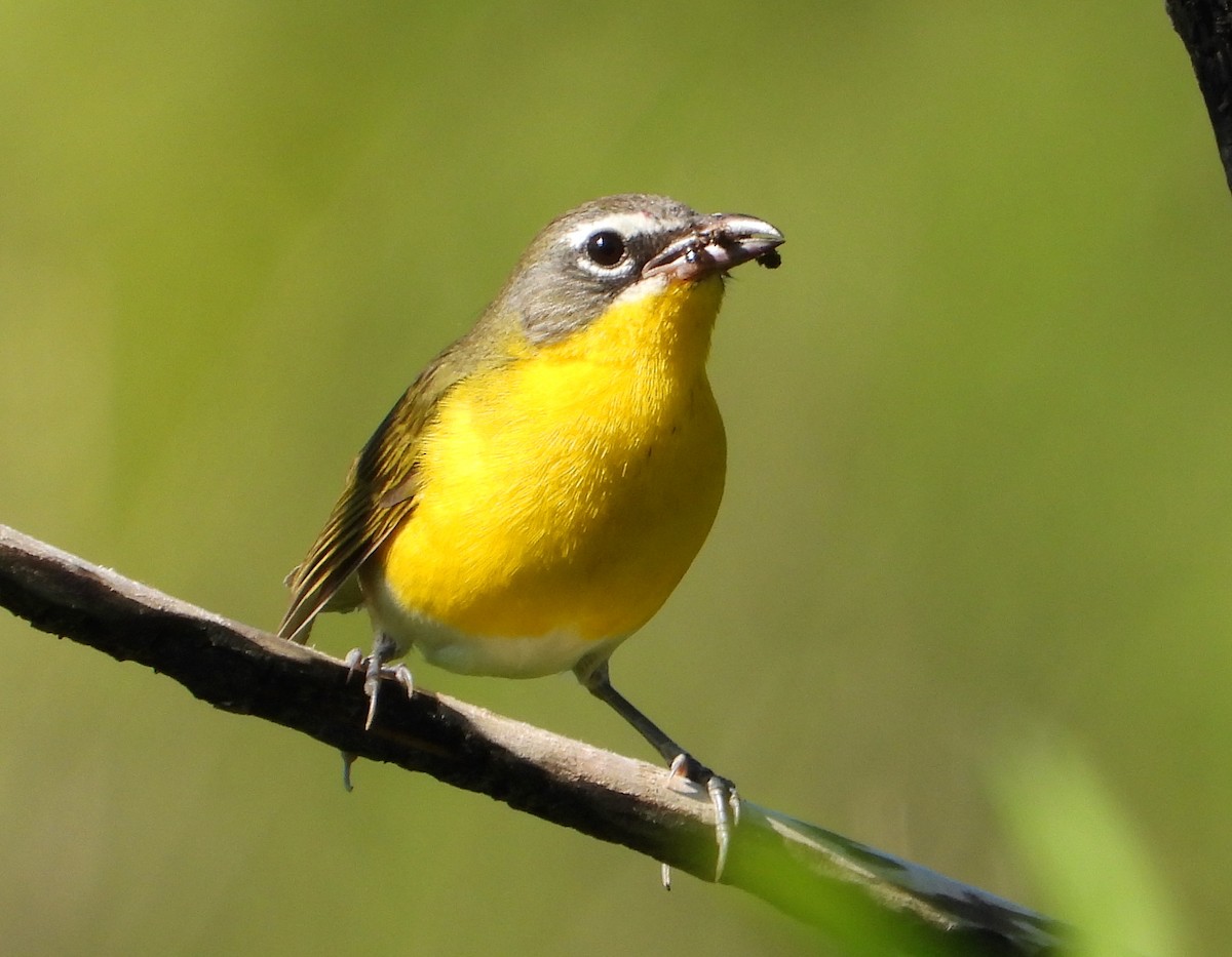 Yellow-breasted Chat - ML620846202