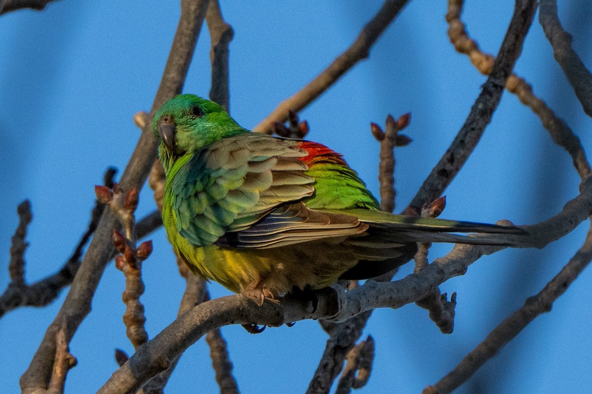 Red-rumped Parrot - ML620846211
