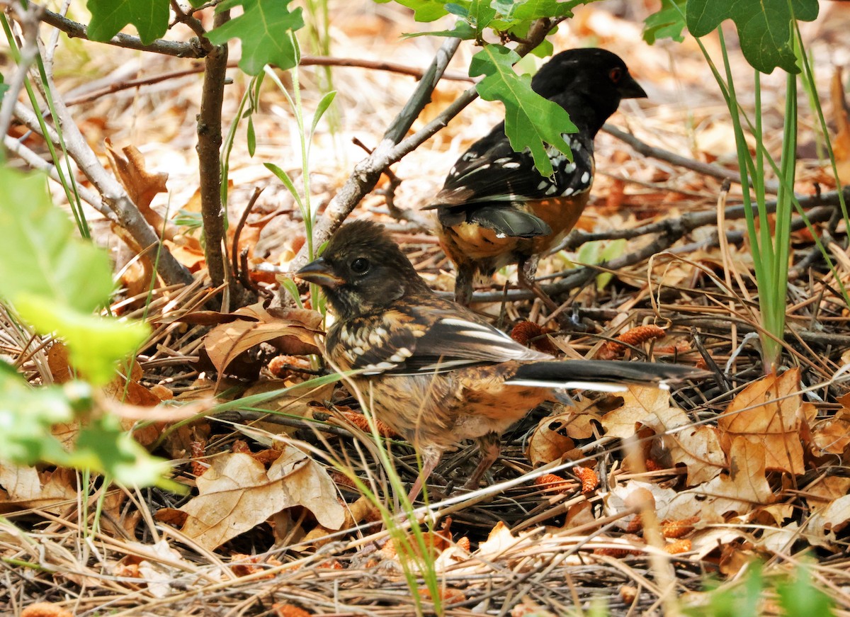 Spotted Towhee - ML620846245