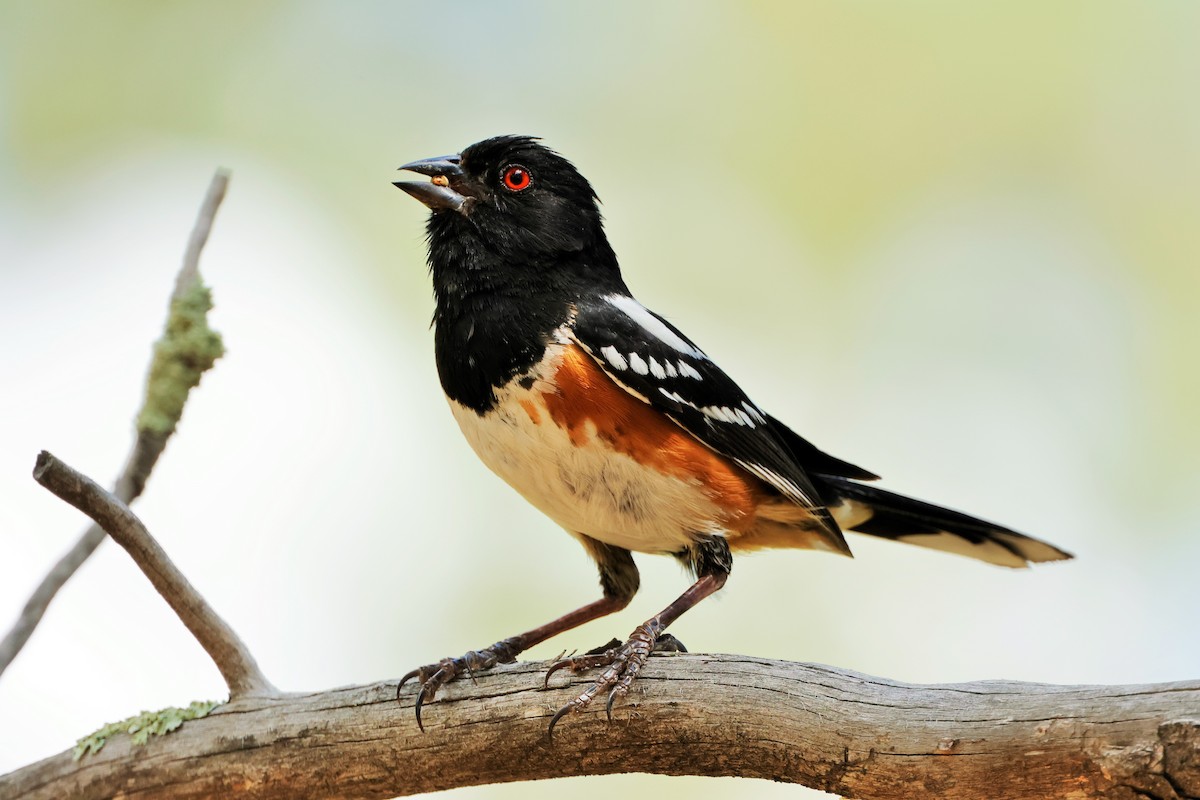 Spotted Towhee - Risë Foster-Bruder