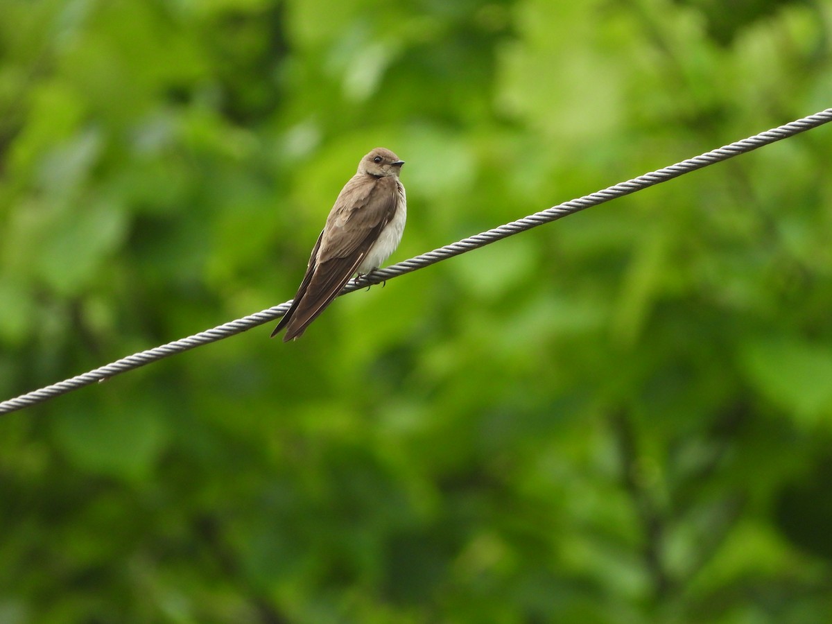 Northern Rough-winged Swallow - ML620846256