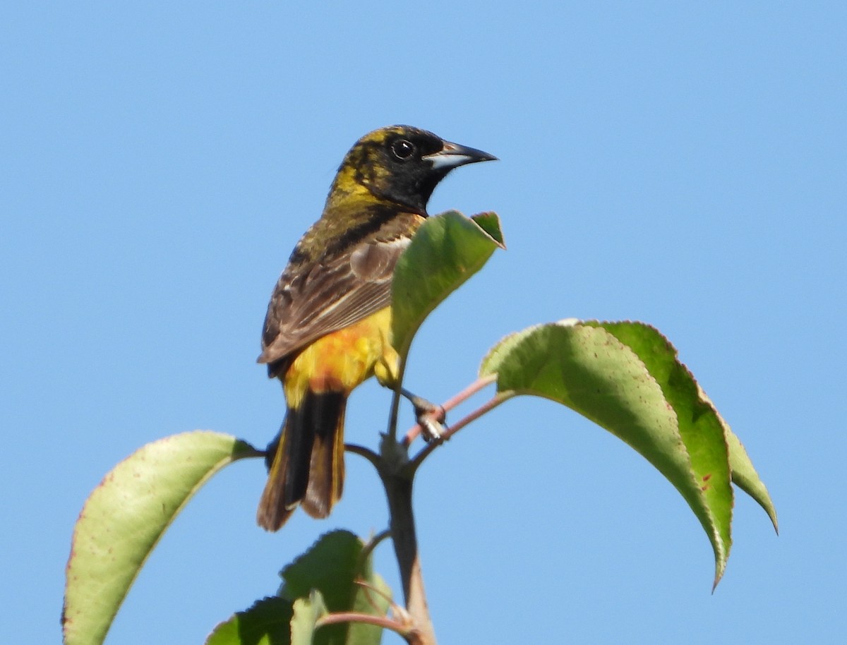 Orchard Oriole - ML620846260