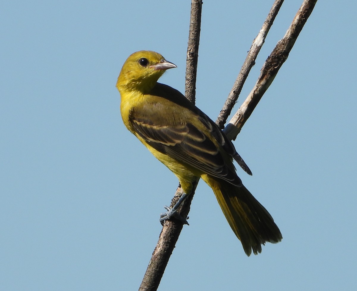 Orchard Oriole - ML620846261