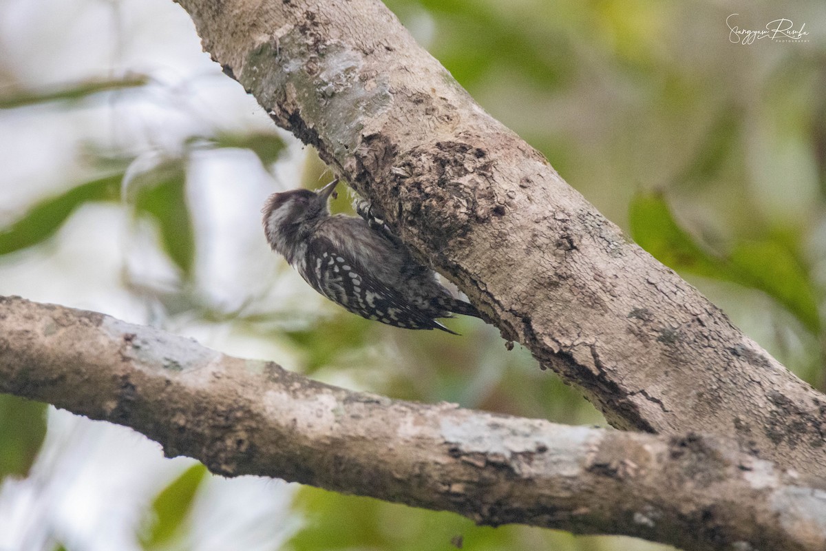 Brown-capped Pygmy Woodpecker - ML620846272