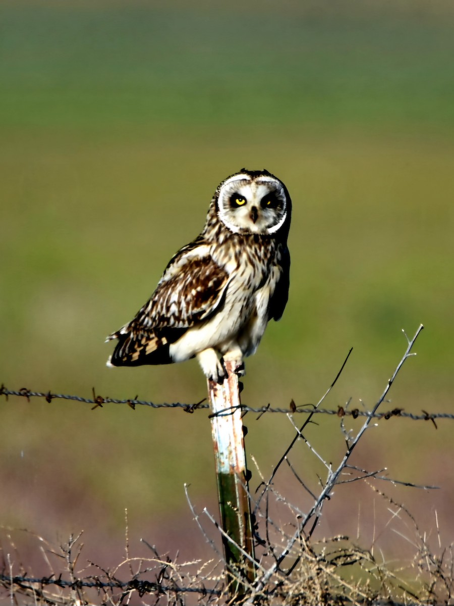 Short-eared Owl - ML620846273