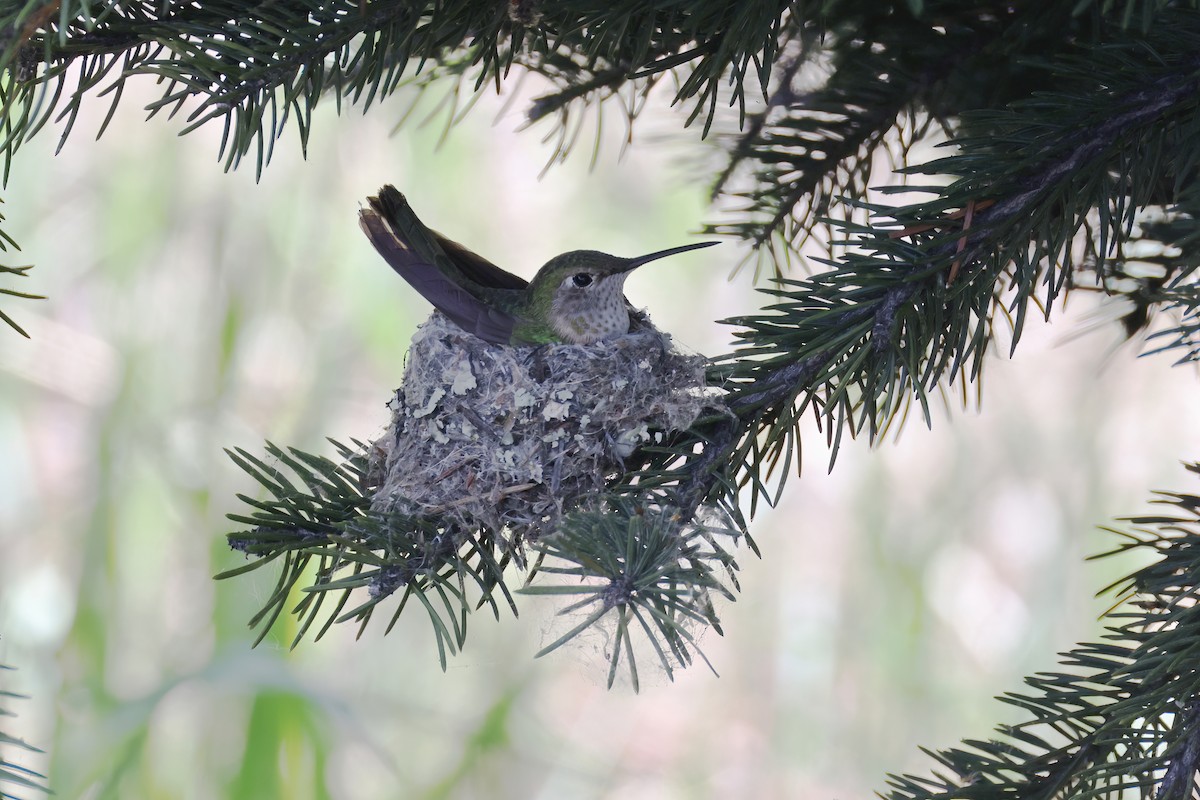 Broad-tailed Hummingbird - ML620846276