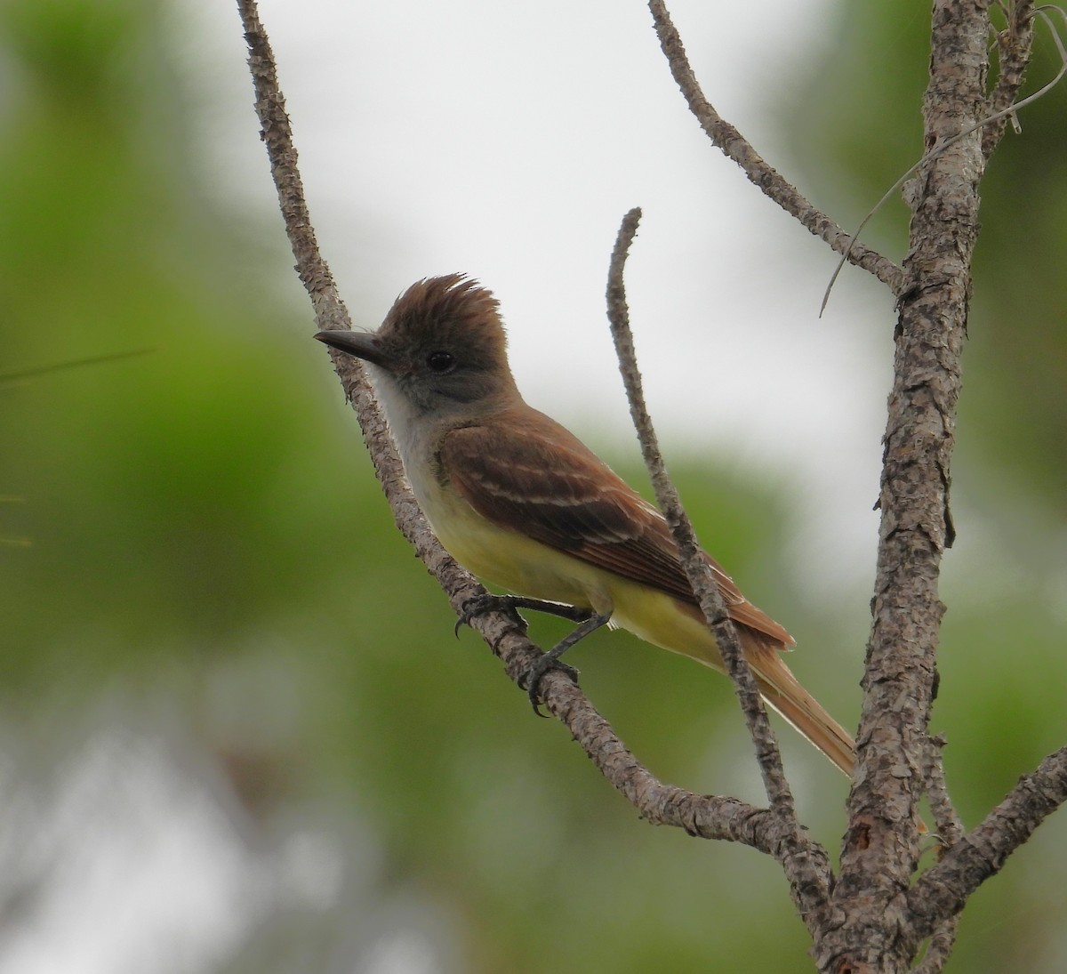 Great Crested Flycatcher - ML620846277