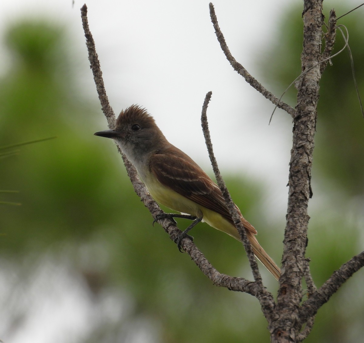 Great Crested Flycatcher - ML620846295