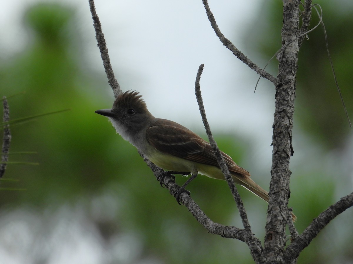Great Crested Flycatcher - ML620846296