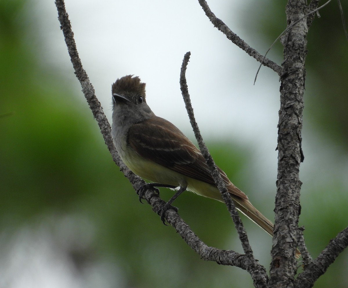 Great Crested Flycatcher - ML620846306