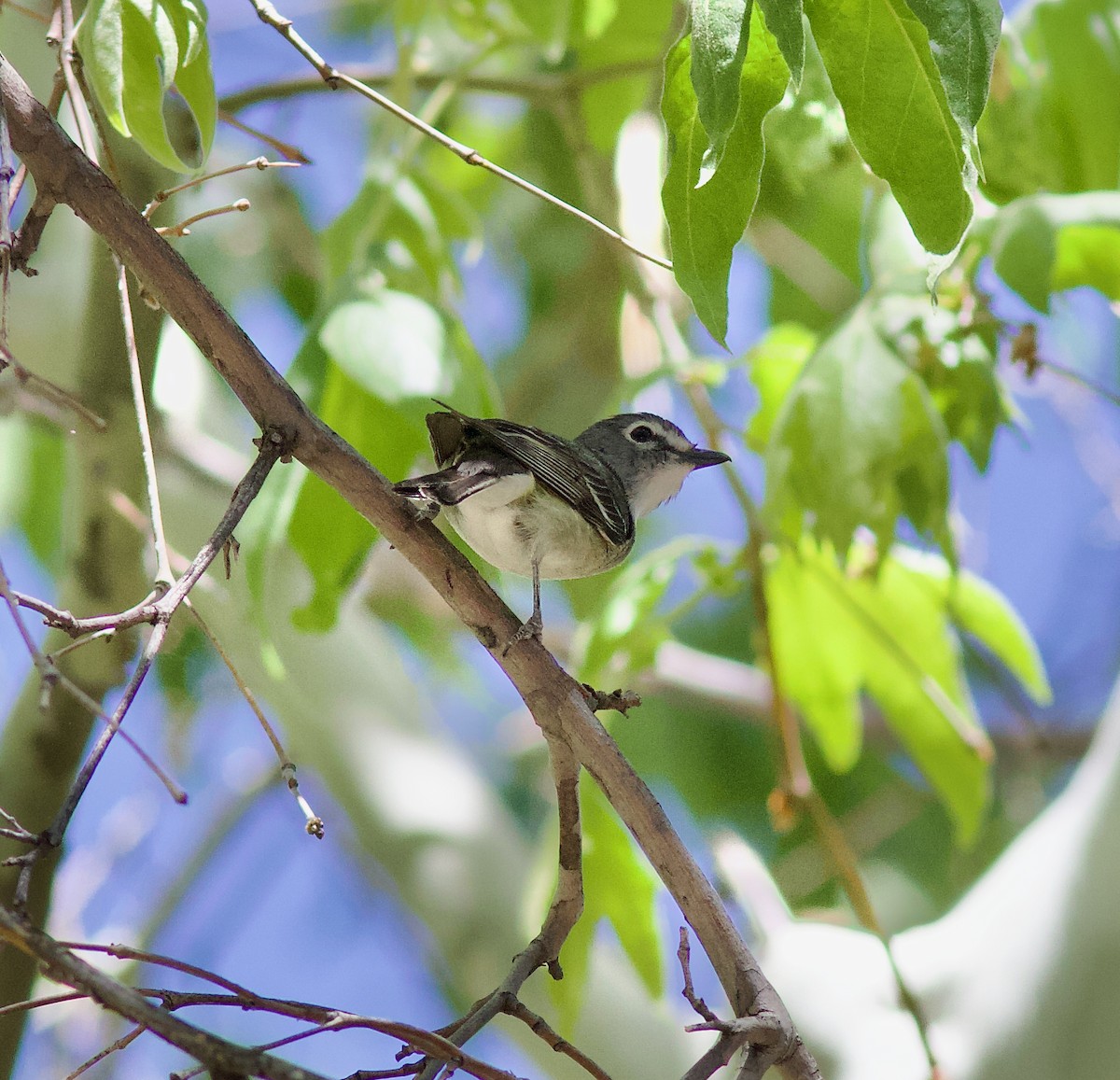 Plumbeous Vireo - ML620846323