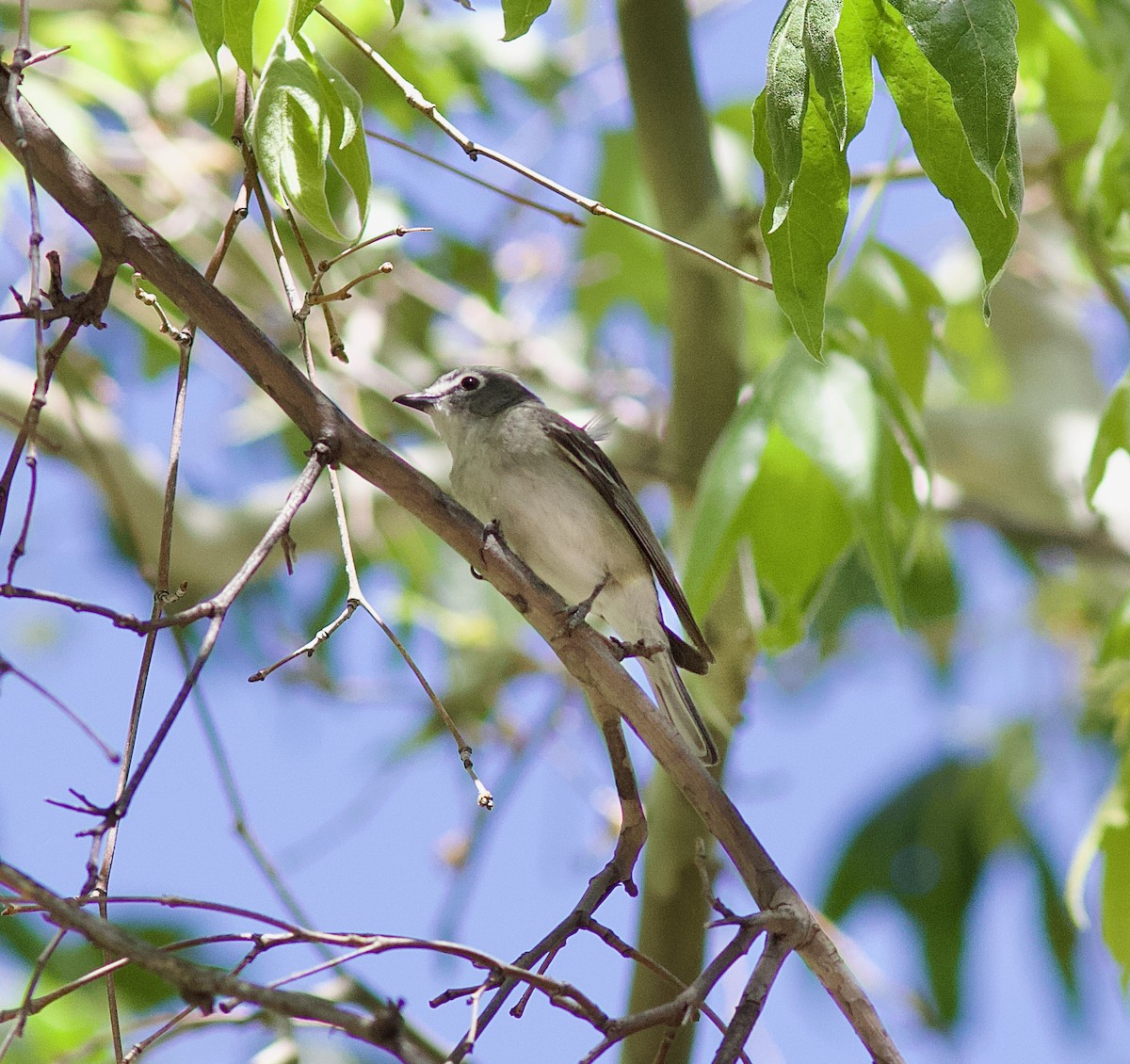 Plumbeous Vireo - ML620846325