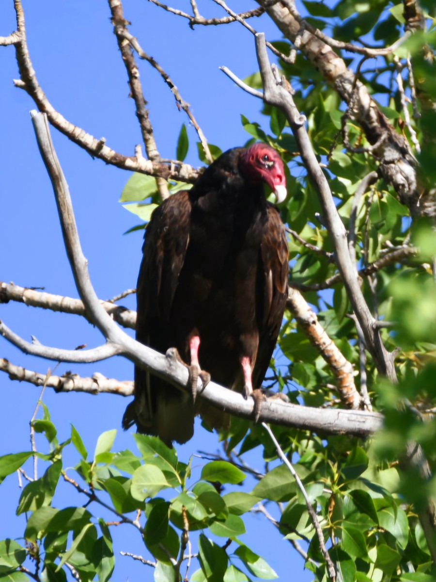 Urubu à tête rouge - ML620846326